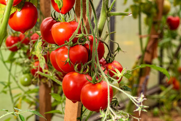 Bunch of ripe tomatoes in a greenhouse