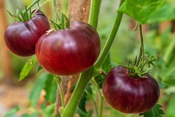 Tomato variety "Blue Beauty" on a branch in a greenhouse close-up