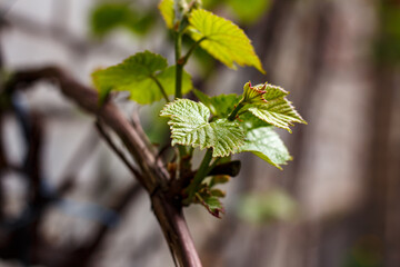Young leaves on a grape branch