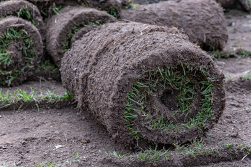 Rolls of turf in the field, closeup of photo.