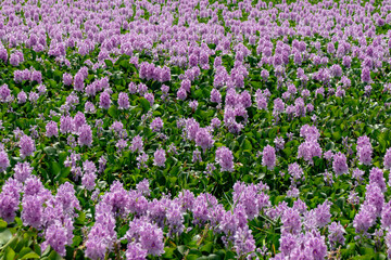 Pontederia crassipes commonly known as common water hyacinth, an aquatic plant Invading The Rishon LeZion lake