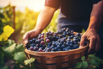 Harvesting grapes during golden hour in a vineyard with lush greenery and warm sunlight