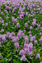 Fototapeta premium Pontederia crassipes commonly known as common water hyacinth, an aquatic plant Invading The Rishon LeZion lake