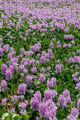 Fototapeta premium Pontederia crassipes commonly known as common water hyacinth, an aquatic plant Invading The Rishon LeZion lake