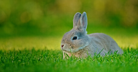 Fototapeta premium A rabbit sits on a green meadow illuminated by the evening sun.