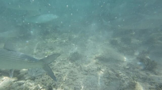 A school of bonefish swims calmly through clear tropical waters