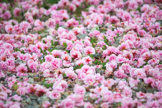 Spring view of fallen pink petals of double cherry blossoms on ground at Gagwonsa Temple near Cheonan-si, South Korea 