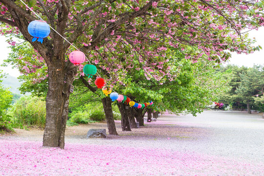 Cheonan-si, Chungcheongnam-do, South Korea - April 29, 2021: Spring view of fallen petals of pink double cherry blossoms on ground with lotus lanterns at Gagwonsa Temple