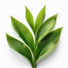 Green leaf isolated on a white background