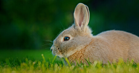 A cute gray rabbit sits quietly on green grass, enjoying a peaceful moment in nature.