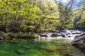 Spring and morning view of light green, leaves, tree, forest, rock, valley, Baemsagol Valley, Jirisan National Park, Namwon-si, Jeollabuk-do, South Korea  © JinChang