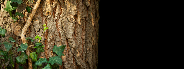 bluszcz pnie się po drzewie dębu, ivy climbs up the oak tree © meegi