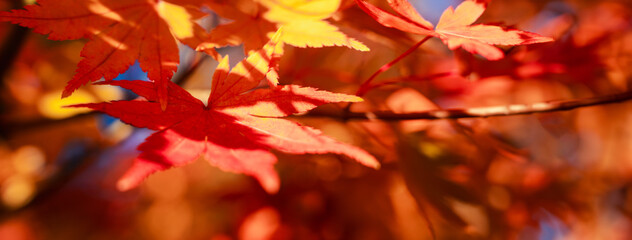 Beautiful maple leaves on the tree in autumn season.
