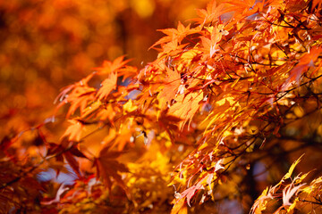 Beautiful maple leaves on the tree in autumn season.