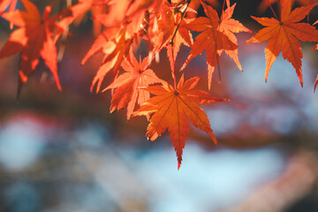 Beautiful maple leaves on the tree in autumn season.