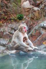 portrait of a macaque