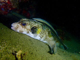 Puffer Fish and Remora. A large Pufferfish with a Remora on its back underwater at night. © Houston