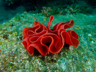 Nudibranch eggs. Spiral-shaped nudibranch eggs attached to a rock underwater.