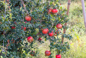 Ripe pomegranates fruit hanging on a tree branch in the garden