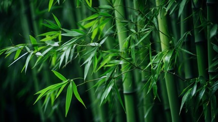 Naklejka premium Lush green bamboo grove with thick stalks and vibrant foliage in a serene natural setting