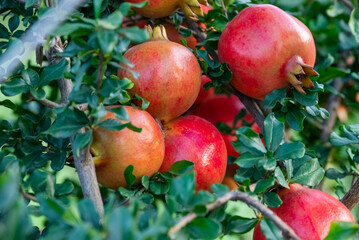 Ripe pomegranates fruit hanging on a tree branch in the garden