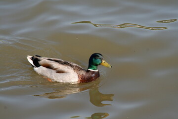 duck on the water