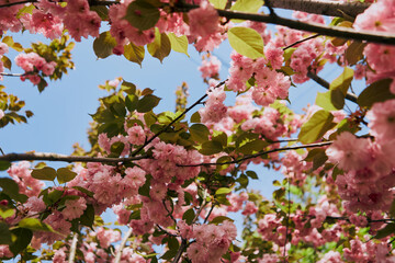 Beautiful blooming tree with pink flowers against a blue sky 