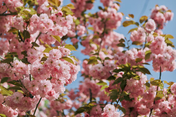 Beautiful blooming tree with pink flowers against a blue sky 