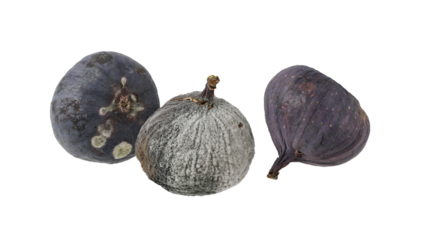 Rotten spoiled unhealthy fig fruits isolated on white background. Food waste.