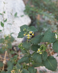 Solanum villosum in bloom, the hairy nightshade, red nightshade or woolly nightshade, is a...