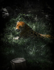 Leopardo Gran Felino © MAXTREYFUN