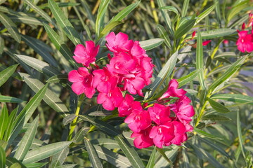 Nerium oleander  plant with pink flowers