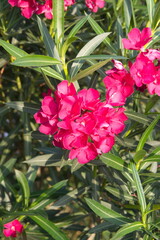 Nerium oleander  plant with pink flowers