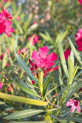 Nerium oleander  plant with pink flowers