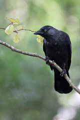 close up view of beautiful  western jackdaw (Coloeus monedula) bird on tree branch