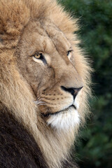 Naklejka premium head of Lion (Panthera Leo), close up