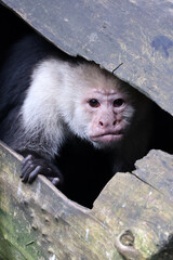 The Colombian white-faced capuchin (Cebus capucinus) monkey looking out of tree trunk