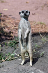 portrait of Meerkat (Suricata suricatta) animal in natural habitat