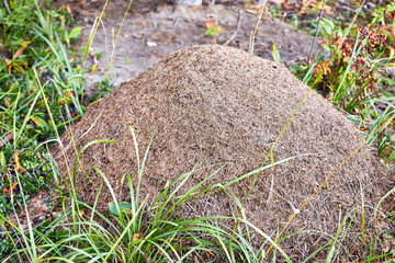 Obraz premium Close up of bark from fire damaged and dead old growth