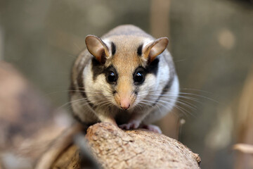 The garden dormouse (Eliomys quercinus) rodent on tree trunk