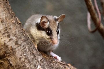 The garden dormouse (Eliomys quercinus) rodent on tree trunk