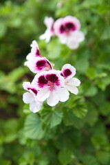 closeup, aromatic plant, in bloom, geranium flower, blooming, african plant, aromatherapy, aromatic, bloom, blossom, bouquet, city plant, decoration, england, essential, flora, floral, flourish, flowe
