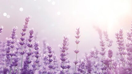 Obraz premium Soft Lavender Background With Floral Mist And Dew Drops For Delicate Product Displays . Generative ai
