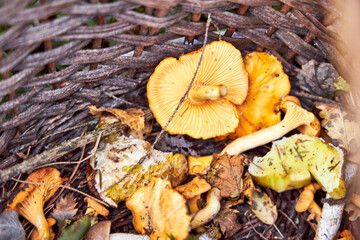 Edible mushrooms in a basket collected in the forest