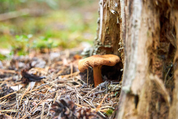Close up of mushrooms growing near a tree trunk in a forest full of autumn color
