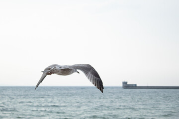 flying of a lonely seagull over the sea against the background of the evening horizon