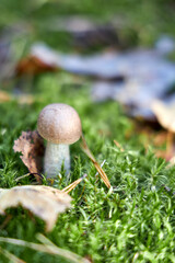 Mushroom fall forest Mushroom autumn mushroom in  forest sorrounded by green lush moss