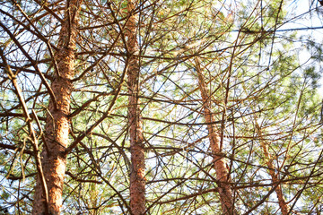 Forest view of tall pine tree trunks