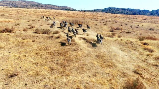 Helicopter POV as it follows zebra herd over African landscape for game census