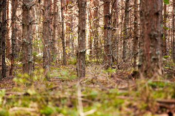 Fototapeta premium Forest view of tall pine tree trunks